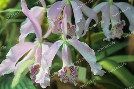 Orchideen 55