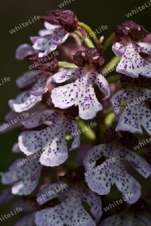 Purpur-Knabenkraut, Orchis purpurea