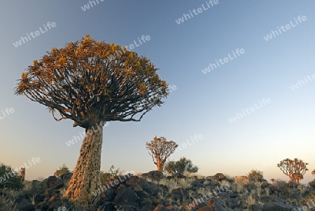 K?cherbaum oder Quivertree (Afrikaans: Kokerboom,  Aloe dichotoma) im ersten Morgenlicht , Keetmanshoop, Namibia, Afrika