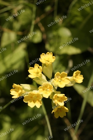 Schluesselblume (Corylopsis pauciflora)