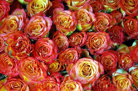 Roses for you ...