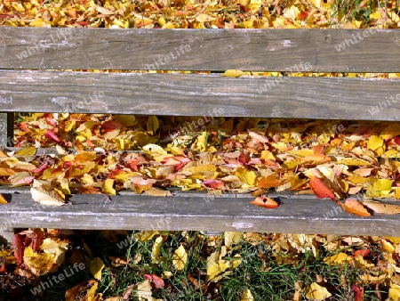 Parkbank mit Teppich aus Herbstlaub  1