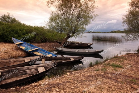 Die Landschaft mit dem Ufer des Skadar See oder Skadarsko Jezero bei Murici in Montenegro in Europa.   