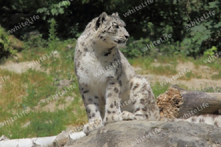 snow leopard 1