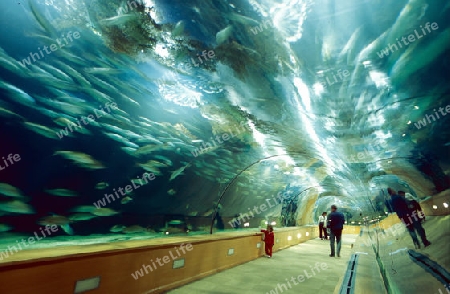 Einer von zwei Unterwasser Tunnels des Oceanografic-Park Sued-Westlich des Stadtzentrums  von Valencia