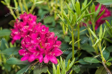 lilaner Rhododendron