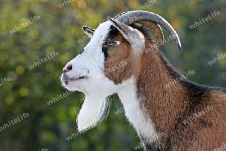 Zwergziege - Pygmy Goat