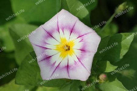 Winde Convolvulus tricolor) pink, white, yellow