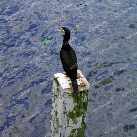 Cormorant on Wooden Pole