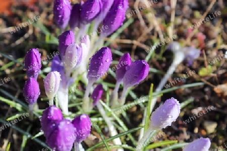 Selective focus on purple crocus flowers with raindrops on it growing outside. 