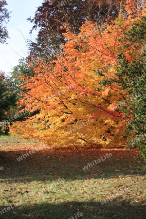Bunter Herbst