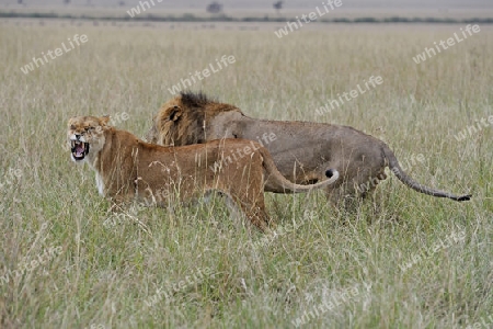 L?we Paar (Panthera leo), Masai Mara, Kenia, Afrika