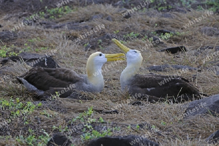 Galapagos Albatross (Phoebastria irrorata), Espanola Insel, Galapagos Archipel, Unesco Weltkulturerbe, Ecuador, Suedamerika, Pazifik