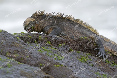 Meerechse (Amblyrhynchus cristatus), Unterart der Insel Isabela, frisst Meeresalgen von Lavabrocken, Puerto Villamil,  Galapagos , Unesco Welterbe, Ecuador, Suedamerika