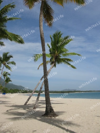 Palmen am Strand. Dominikanische Republik