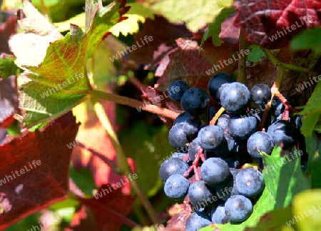 Weintrauben kurz vor der Ernte