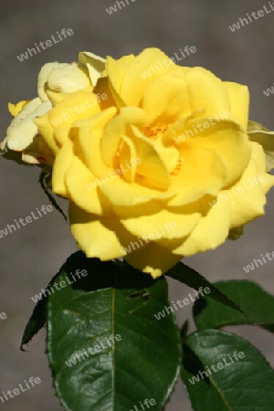 Eine gelbe Rose für Dich von der Freundschaftsinsel