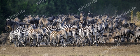 Zebras (Equus quagga) und Streifengnus (Connochaetes taurinus), Masai Mara, Kenia, Afrika
