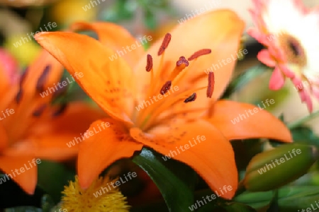 orange flower - giglio