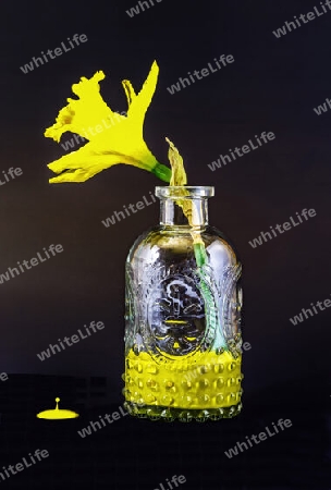 Stillleben mit Narzisse in einer Flasche und gelber Farbe