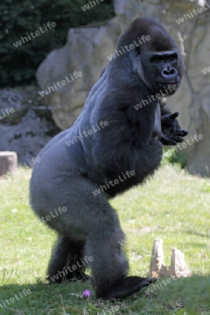 Gorilla 004