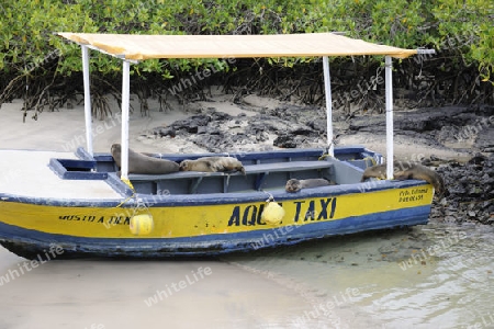 Wassertaxi im Hafen von  Puerto Villamil wird von Seel?wen (Zalophus wollebaeki) bevoelkert,  Insel Isabela,  Galapagos , Unesco Welterbe, Ecuador, Suedamerika