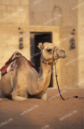 a camel in the city of Dubai in the Arab Emirates in the Gulf of Arabia.