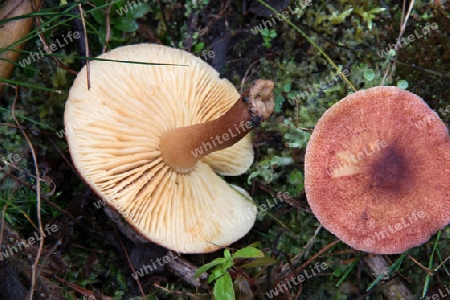 Ober und Unterseite rotbrauner Milchling auf einen Waldboden - Top and bottom of red-brown milk cap on a forest floor