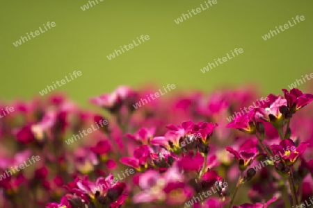 Wiese mit Blumen rosa, rot, pink und gruenem Hintergrund