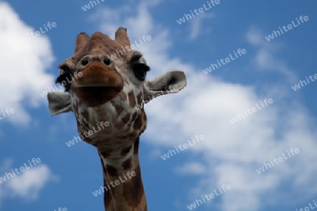 Giraffenkuss