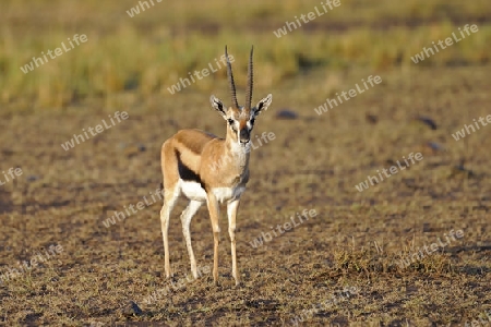 Thomson-Gazelle , Antilope (Eudorcas thomsoni, fr?her Gazella thomsoni), Masai Mara, Kenia