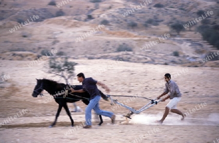 Bauern beim ackern eines Feldes auf der Insel Jierba im Sueden von Tunesien in Nordafrika. 