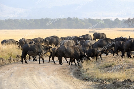 Afrikanischer B?ffel, Kaffernb?ffel (Syncerus caffer) , Herde blockiert Strasse, Masai Mara, Kenia, Afrika