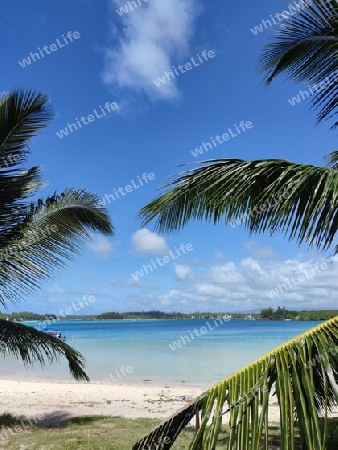 Palmen am tropischen Strand, Mauritius