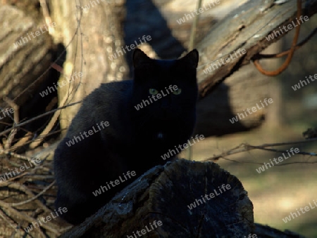 schwarze Katze auf Stamm hat den Betrachter im Blick