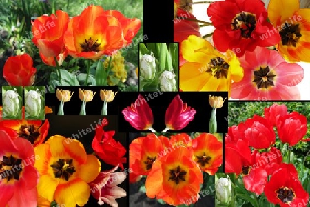 Tulpen, collage