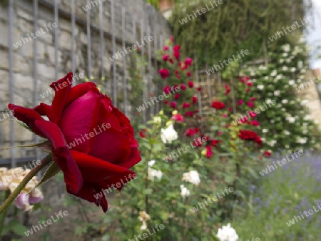 Rote Rose an einer Mauer, Red rose on the wall