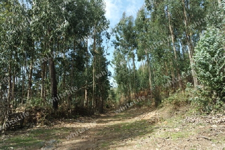 Eukalyptuswald, Madeira