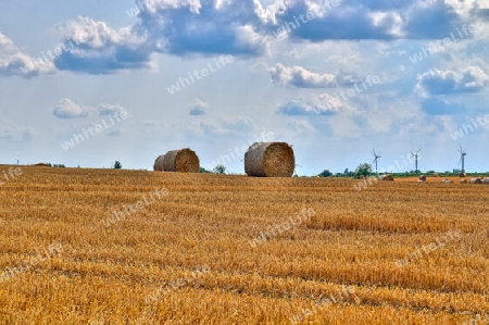 Summer view on agricultural crop and wheat fields ready for harvesting.