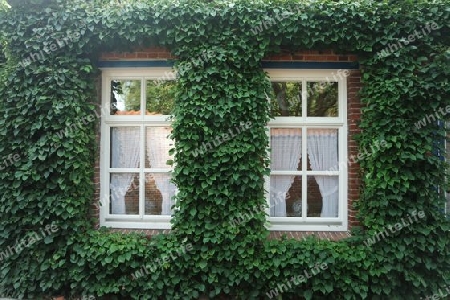 Fenster in einer Wand bewachsen mit Efeu