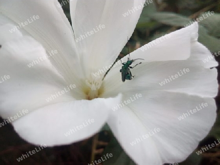 Scheinbockkäfer (Oedemeridae) auf Wiggenblüte II bearbeitet 