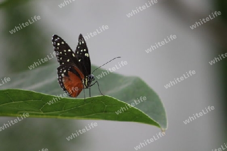 Butterfly II