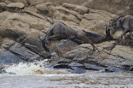 Streifengnus, Wei?bartgnus (Connochaetes taurinus), Gnus, springen in   Mara Fluss, Gnu-Migration, Masai Mara, Kenia, Afrika