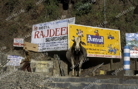 a cow and promotion of ice cream at the Ganges River in the town of Rishikesh in the Province Uttar Pradesh in India.