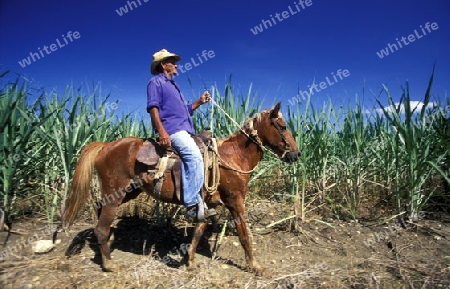 a Farmer near the city of Holguin on Cuba in the caribbean sea.