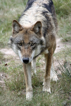 Wolf 002