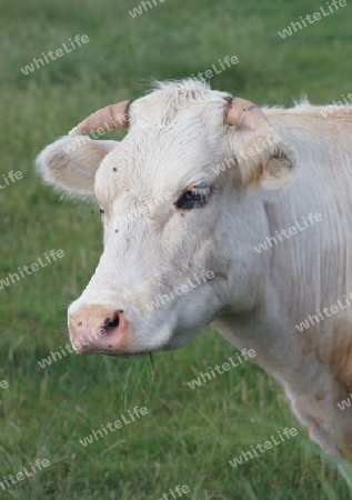Portrait image of a white cow  
