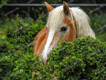Pferd im Busch