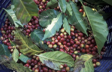 a coffee Plantation of finca near the city of Antigua in Guatemala in central America.   