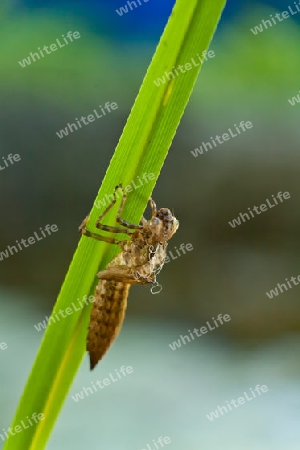 Metamorphose der Libelle